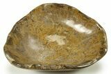 Polished Fossil Coral (Actinocyathus) Dish - Morocco #289012-2